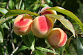 Fruits on tree