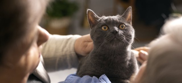 Ученые нашли лучший способ позвать кота. И это не «кис-кис»