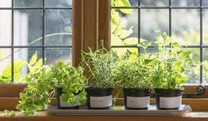 A herb garden is easy to grow at home.