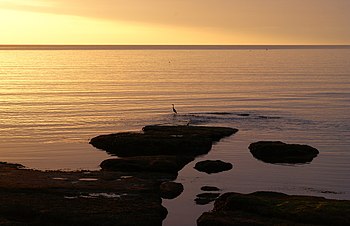 Griza ardeo serĉante matenmanĝon en Devon (Britio)