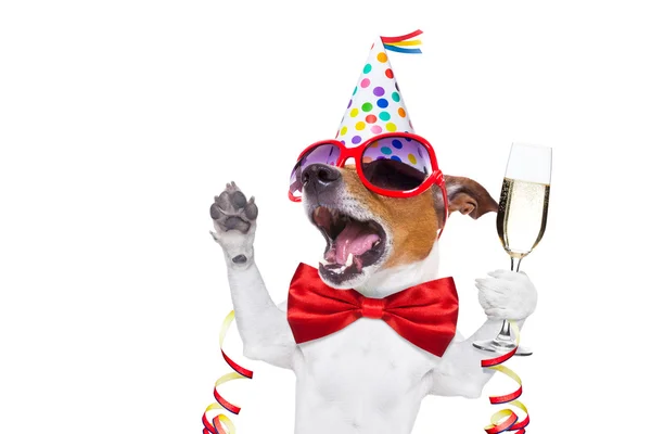 Happy birthday dog — Stock Photo, Image