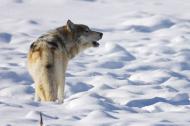 A howling lone gray wolf in snow-covered landscape.