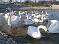 Swans on the Lake (Jan, 2007)