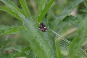 A close-up of a small black moth resting on a green leaf among other green foliage.