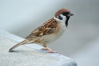 Pilfink, av underarten P. m. saturatus, fotograferad i Osaka, Japan