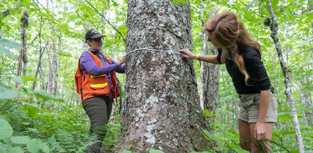 Community Forests International