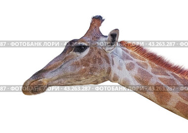 Шея и голова жирафа на белом фоне. Neck and head of a giraffe on a white background.