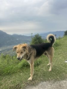 A dog with light brown and black fur stands on grass with a scenic mountainous landscape in the background. The sky is cloudy and the terrain appears lush and green.