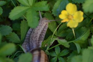 A snail in the garden with the green leaves. 