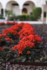 A row of vibrant red flowers planted in a garden bed, with a blurred background featuring arched structures and green foliage.