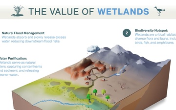 The Value of Wetlands Infographic