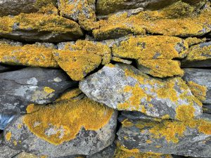 Close-up of a stone wall with patches of yellow and orange lichen growing on the surface of the stones. The lichen creates a textured and colorful appearance against the natural gray and brown tones of the rocks.