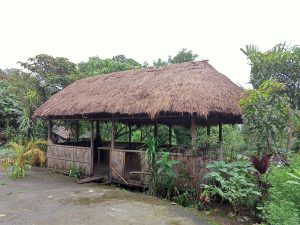 A wooden hut with a thatched roof, surrounded by lush green plants and trees.