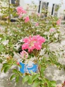 Pink flower with its green leaves