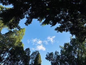 Looking up at a clear blue sky framed by the dark silhouettes of tall trees with dense foliage.