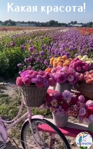 Рай для любителя цветов!