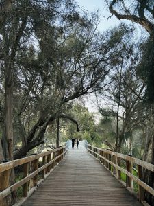 A wooden bridge with railings, surrounded by lush trees, leading to a bridge in the distance. A couple is walking along the path on a bright, clear day.