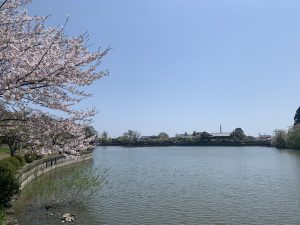 Cherry blossoms protruding from the shore of Lake Hachikaku, Togane City, Chiba Prefecture