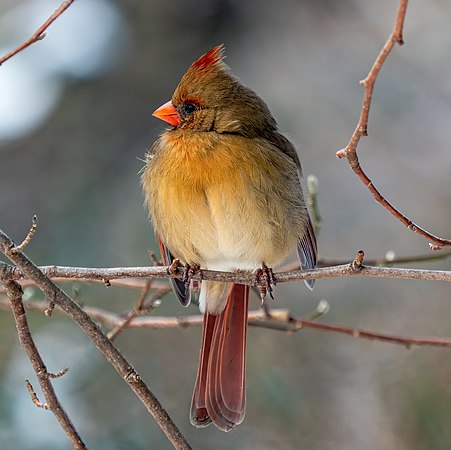 Female