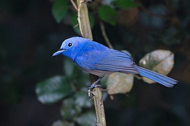 Black-naped monarch