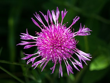 Centaurea jacea