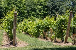 Rows of green grape vines in a vineyard in central New York