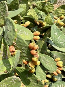 Opuntia or also called prickly pear cactus with many fruits. Some pads have carved writings. 
