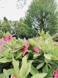 Several flowering Azalea plants with out-of-focus trees in the background.