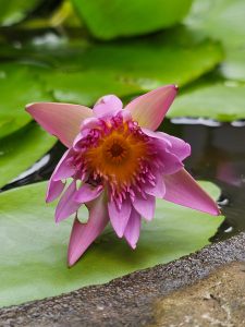 Close up of a fallen pink colour water lily flower. From my aunt’s garden, Kozhikode, Kerala.