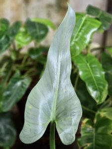 Close up of a tender philodendron silver sword leaf. From our garden, Kozhikode, Kerala.