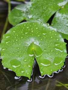 Water lilly leaves become wet after the heavy rains. From our garden, Kozhikode, Kerala.