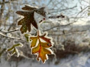 Winter leaf.
