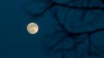 Full Moon and branches against a dark sky.