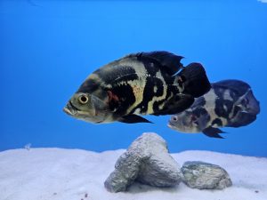 Two black, gray, and white fish swim in a brightly lit blue tank.