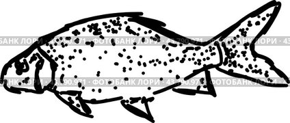 Fish drawing, illustration, vector on white background.