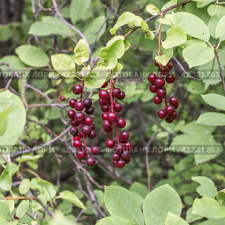 Черёмуха виргинская (лат. Padus virginiana) — дерево подрода Cerasus рода Слива, происходящее из Северной Америки. Плоды и листья