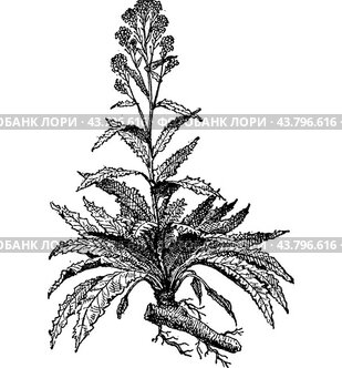 Horseradish or Armoracia rusticana vintage engraving