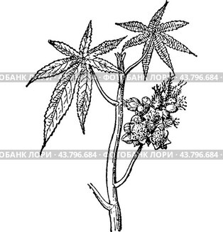 Castor common or Castor oil plant, vintage engraving.