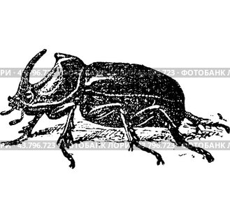 European Rhinoceros beetle (Oryctes nasicornis), vintage engraving.