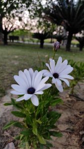 Two white flowers blooming gracefully in a vast field.
