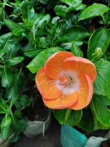 An orange China rose just before it fully blooms.