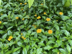 A lush display of green foliage with numerous small, bright yellow flowers scattered throughout. 