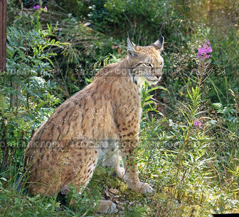 Northern lynx (Lynx lynx lynx), medium-sized subspecies of Eurasian lynx (Lynx lynx), in summer