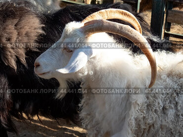 Portrait of a ram outdoor in the corral