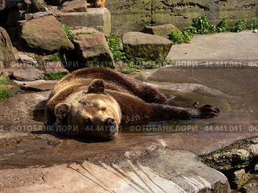 A big brown bear bathes in a puddle of water