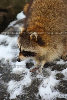 Funny raccoon outdoor in winter